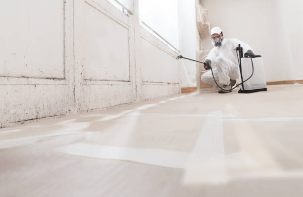 Black mold remediation team in Sand Lake